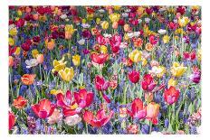 Kuekenhof Tulips I-Richard Silver-Art Print