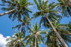 Palawan Palm Trees II-Richard Silver-Photographic Print