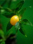 A Lemon on the Branch-Richard Sprang-Mounted Photographic Print