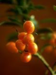 Kumquats (Fortunella Spp.) on Branch-Richard Sprang-Photographic Print