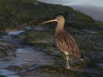 Dipper (Cinclus Cinclus) Standing in Stream, Clwyd, Wales, UK, February-Richard Steel-Photographic Print