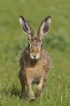 Badger (Meles Meles) at Night, Oxfordshire, England, UK, October-Richard Steel-Photographic Print