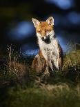 Red Fox (Vulpes Vulpes) Sitting in Deciduous Woodland, Lancashire, England, UK, November-Richard Steel-Photographic Print