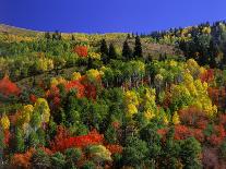 Trees with Fall Foliage-Richard Stockton-Premium Photographic Print