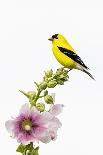 American goldfinch male on hollyhock, Marion County, Illinois.-Richard & Susan Day-Photographic Print