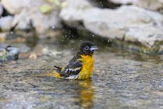 Baltimore oriole female bathing, Marion County, Illinois.-Richard & Susan Day-Photographic Print