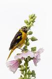 Baltimore oriole female on hollyhock, Marion County, Illinois.-Richard & Susan Day-Photographic Print