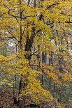 Fall color at Stephen A. Forbes State Park, Marion County, Illinois-Richard & Susan Day-Photographic Print