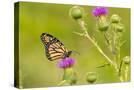 Stretched Canvas