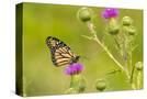 Stretched Canvas
