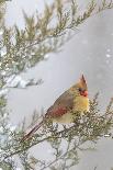 House Wren, male singing in the rain on nest box, Illinois-Richard & Susan Day-Premium Photographic Print