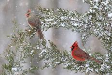 Ruby-throated Hummingbird at Salvia 'Love and Wishes', Illinois-Richard & Susan Day-Premium Photographic Print