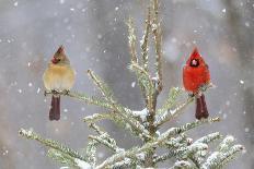 Purple finch male in fir tree in winter, Marion County, Illinois.-Richard & Susan Day-Photographic Print