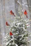 Northern cardinal males in spruce tree in winter snow, Marion County, Illinois.-Richard & Susan Day-Photographic Print