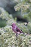 Purple finch male in fir tree in winter, Marion County, Illinois.-Richard & Susan Day-Photographic Print