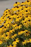 Black-Eyed Susan-Richard T. Nowitz-Photographic Print