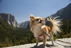 Chihuahua Dog in Yosemite National Park-Richard T Nowitz-Photographic Print