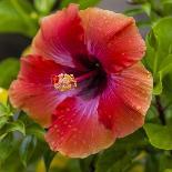 Close-Up of Hibiscus Flower-Richard T. Nowitz-Photographic Print