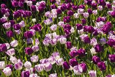 Purple Tulips in Bloom-Richard T. Nowitz-Photographic Print