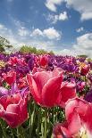 Purple Tulips in Bloom-Richard T. Nowitz-Photographic Print