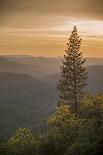 Sierra Nevada Mountains with Ponderosa Pine-Richard T Nowitz-Framed Photographic Print