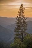 Sierra Nevada Mountains with Ponderosa Pine-Richard T Nowitz-Stretched Canvas