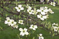 Spring, Dogwood Trees in Bloom-Richard T. Nowitz-Photographic Print