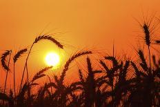 Wheat Plants in Silhouette-Richard T. Nowitz-Photographic Print