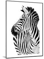 Richard The Zebra-null-Mounted Premium Giclee Print