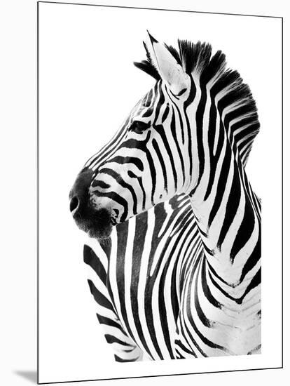 Richard The Zebra-null-Mounted Premium Giclee Print