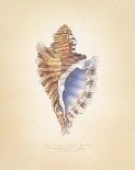 Nautilus Cross Section-Richard Van Genderen-Art Print