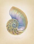 Nautilus Cross Section-Richard Van Genderen-Art Print