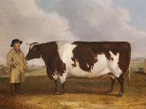 A Prize Friesian Bull with a Cowherd in a Landscape-Richard Whitford-Giclee Print