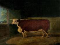 A Prize Friesian Bull with a Cowherd in a Landscape-Richard Whitford-Framed Stretched Canvas