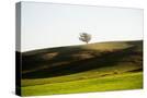 Stretched Canvas