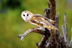 A Barn Owl (Tyto Alba) Perching-Richard Wright-Photographic Print