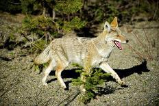 A Coyote, Searches for Prey in the Cariboo Mts of B.C., Canada-Richard Wright-Photographic Print