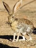 An Antelope Jackrabbit (Lepus Alleni) Alert for Danger-Richard Wright-Photographic Print