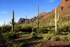 Organ Pipe Cactus NM, Saguaro and Organ Pipe Cactus to the Ajo Mts-Richard Wright-Photographic Print