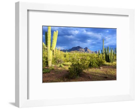 Framed Photographic Print, , large