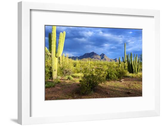 Framed Photographic Print, , large
