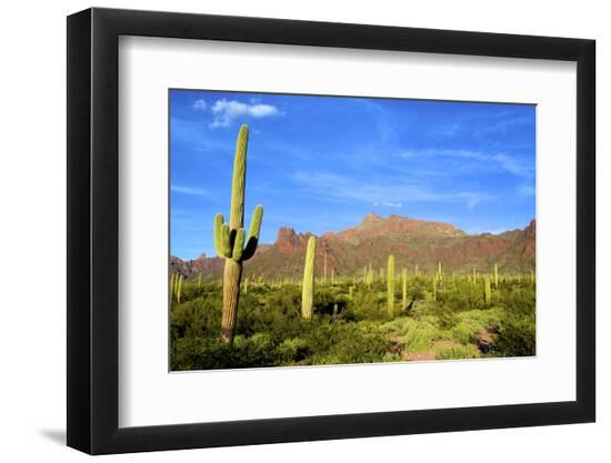 Premium Photographic Print, , large