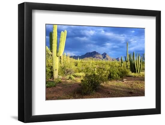 Premium Photographic Print, , large