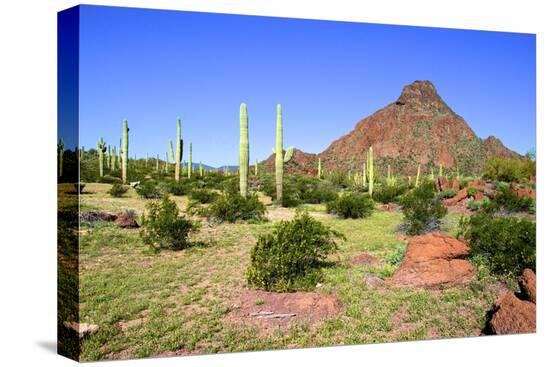 Stretched Canvas Print, , large
