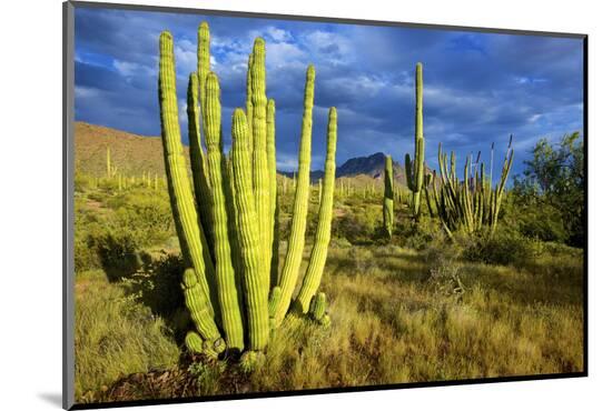 Photographic Print, , large