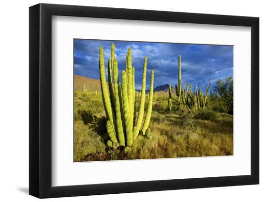 Premium Photographic Print, , large