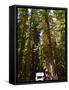 Richardson Grove State Park, California, United States of America, North America-Michael DeFreitas-Framed Stretched Canvas