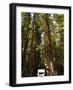 Richardson Grove State Park, California, United States of America, North America-Michael DeFreitas-Framed Photographic Print