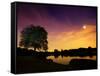 Richmond Park Tree at Night by Pen Ponds-Alex Saberi-Framed Stretched Canvas