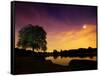 Richmond Park Tree at Night by Pen Ponds-Alex Saberi-Framed Stretched Canvas